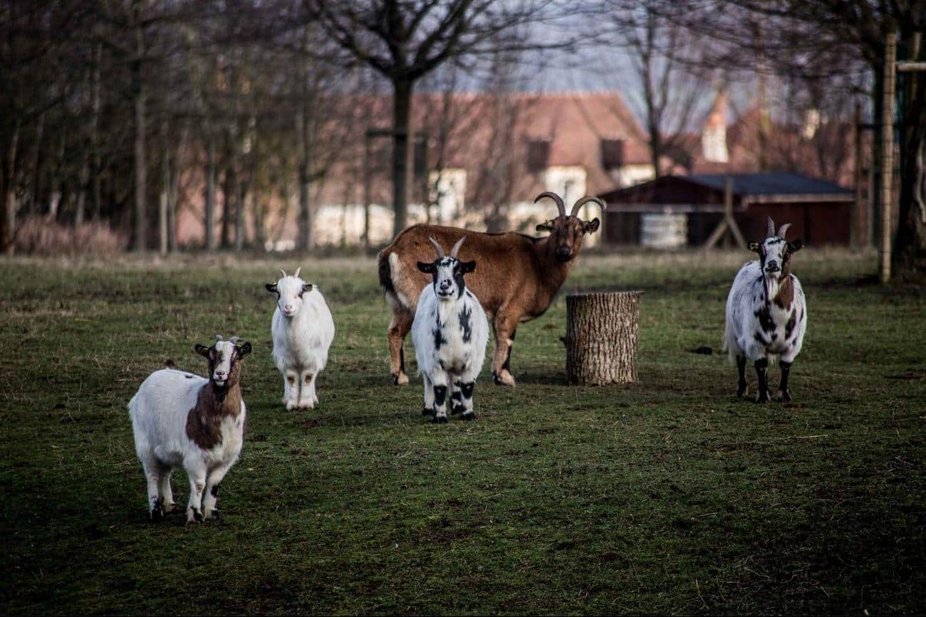 Hotel Campanile Val de France kinderboerderij geiten